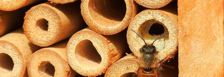 Biene an einem Insektenhotel