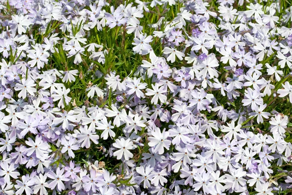 Lila Blütenmeer