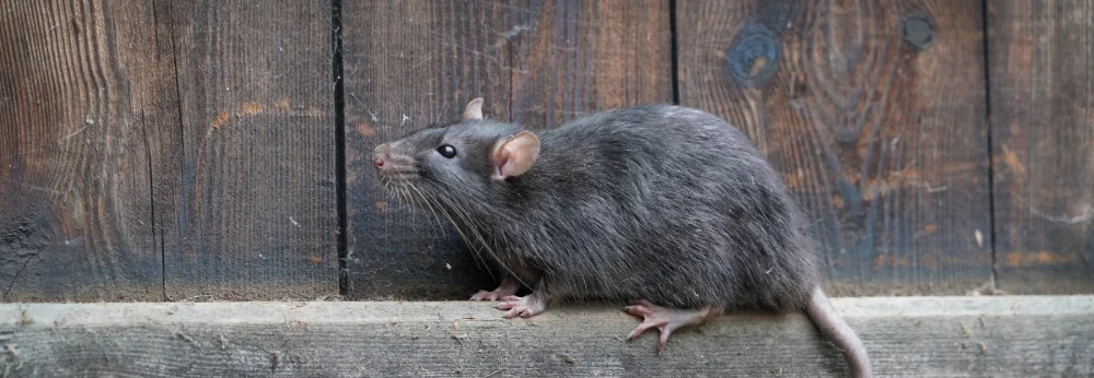 Eine Ratte vor einem Holzschauer.