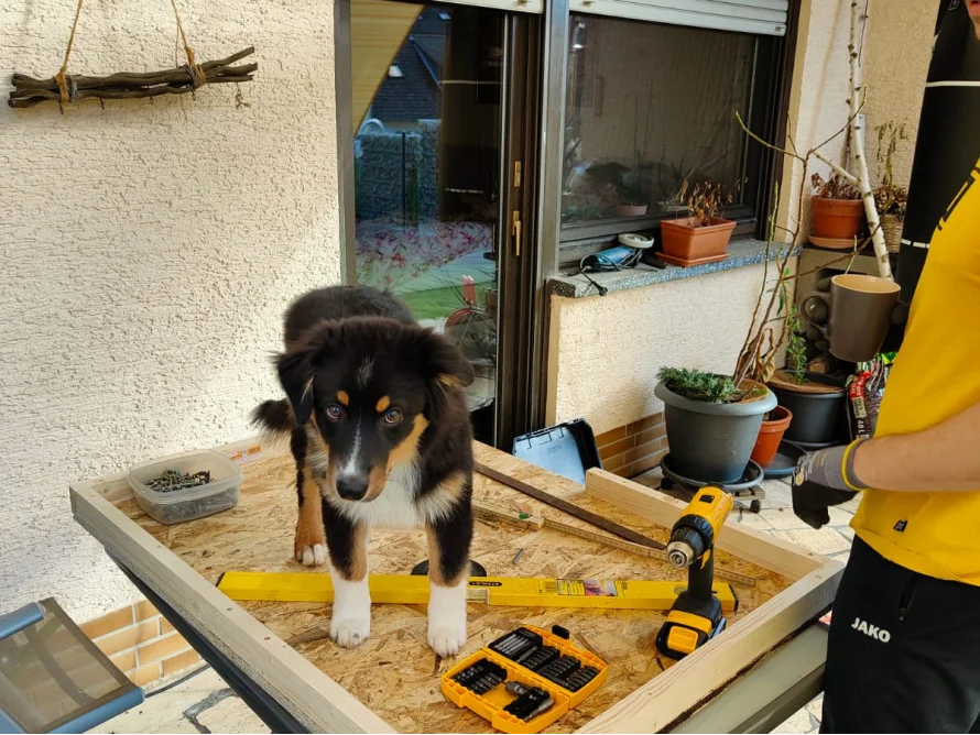 Ein Hund steht auf einem Holzrahmen