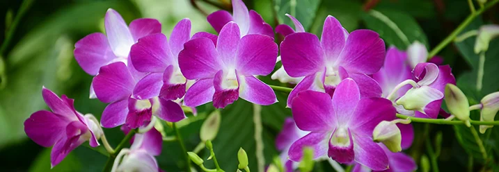 Lila Orchideenblüten