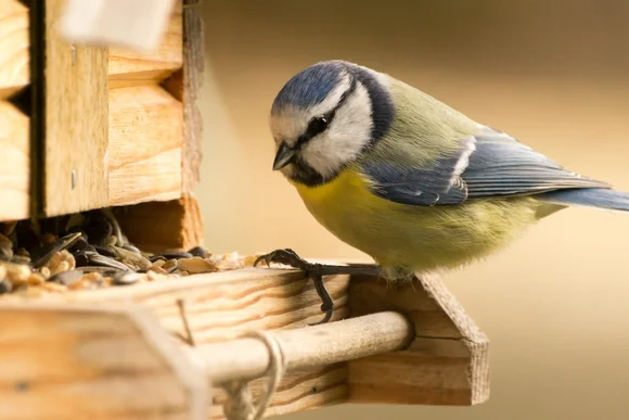 Blaumeise an einem Vogelhaus