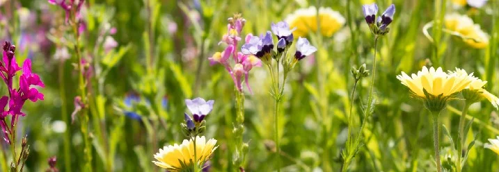 Bunte Blumenwiese