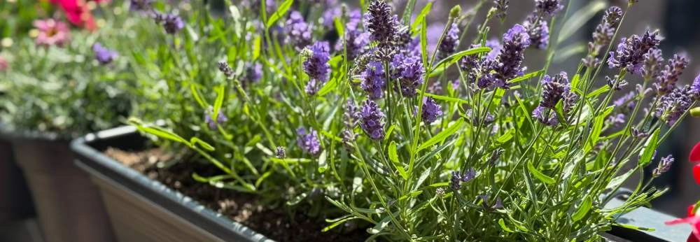 Blühender Lavendel in einem schwarzen Blumenkasten auf dem Balkon.