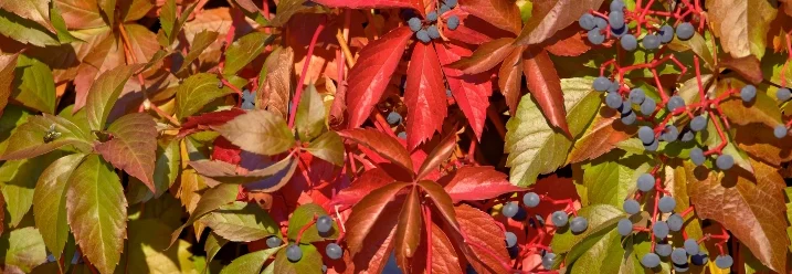 Roter wilder Wein mit blauen Beeren