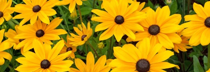 Gelbe Sonnenhut-Blumen in Blüte