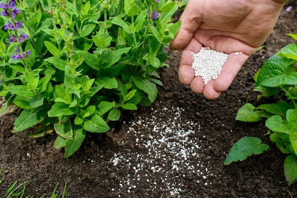 Person düngt Pflanzen mit Mineraldünger