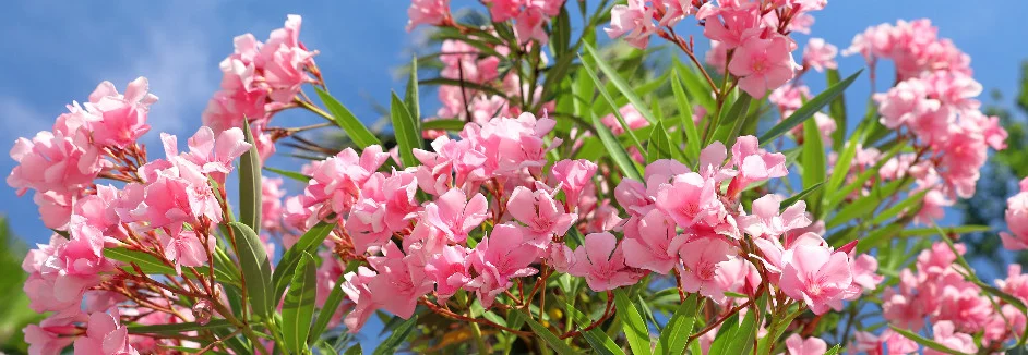 Blühender Oleander vor blauem Himmel