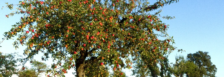 Apfelbaum auf einer grünen Wiese