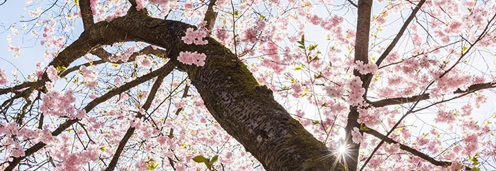 Blühender Kirschbaum im Frühling