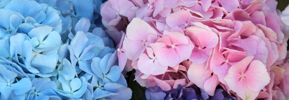 Blaue und rosa Hortensienblüten