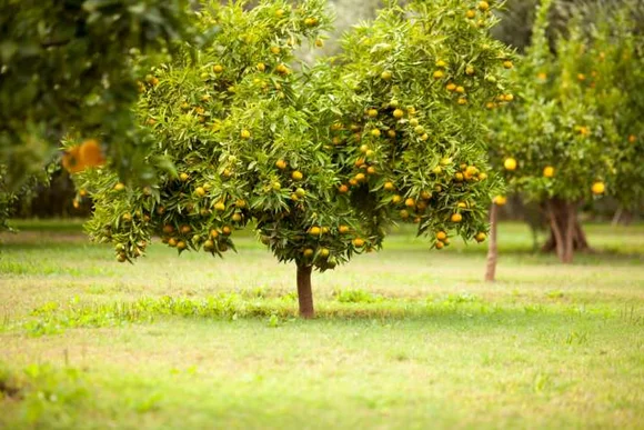 Orangenbäume in einer Plantage