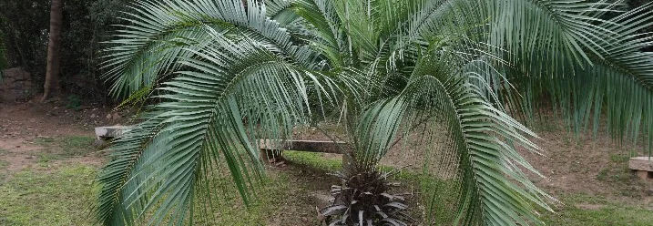 Eine Palme im Garten