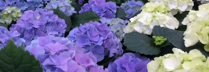 Blaue und weiße Hortensienblüten