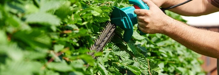 Person schneidet Hecke mit elektrischer Heckenschere