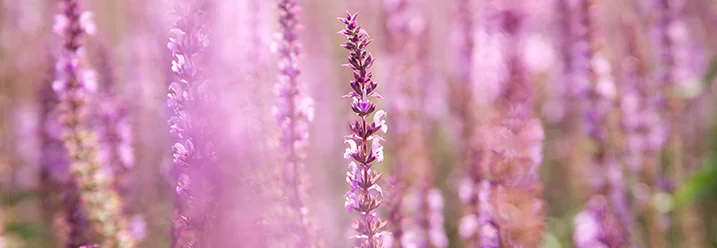 Violette Blüten verschwommen
