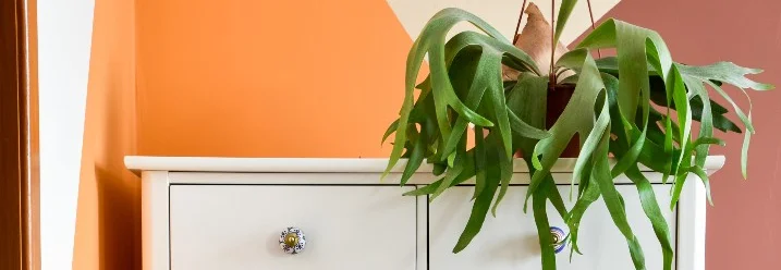 Kommode mit Pflanze vor farbiger Wand