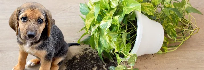 Welpe sitzt neben umgekipptem Blumentopf