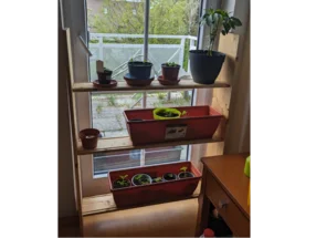 Holzregal mit Pflanzen vor Fenster