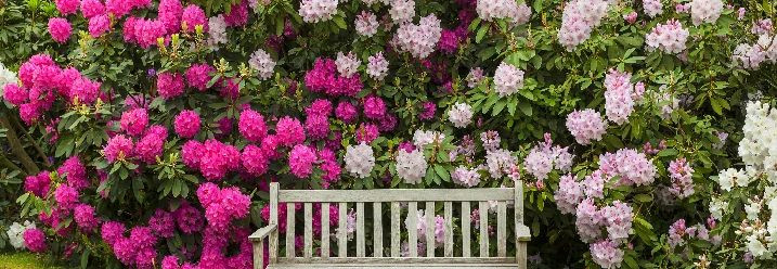 Bank vor blühendem Rhododendron