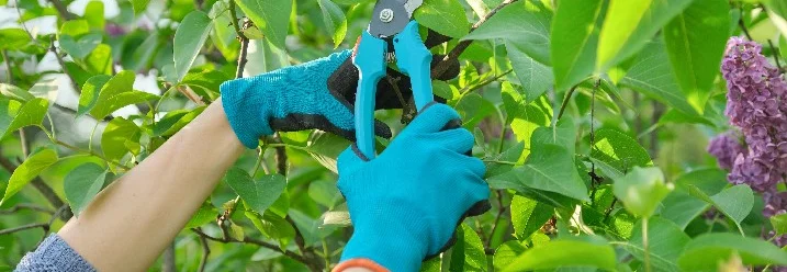 Person schneidet Äste mit Gartenschere
