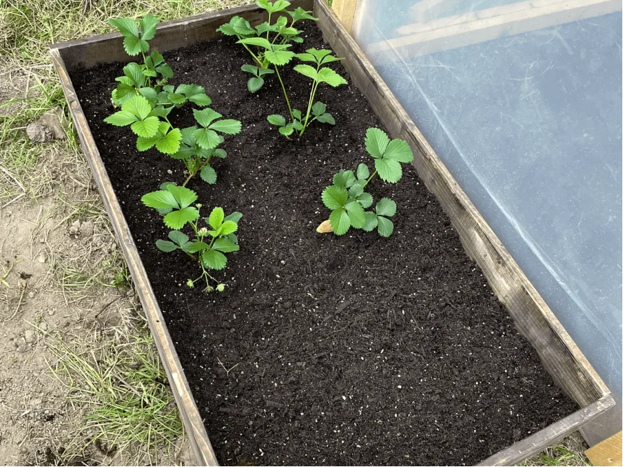 Erdbeerpflanzen in einem Hochbeet mit Folie