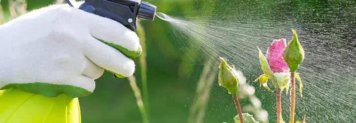 Hand besprüht Rose mit Sprühflasche