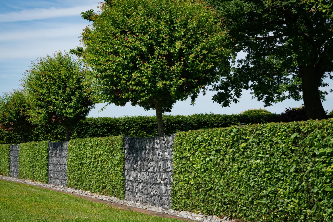Grüne Hecke mit Bäumen
