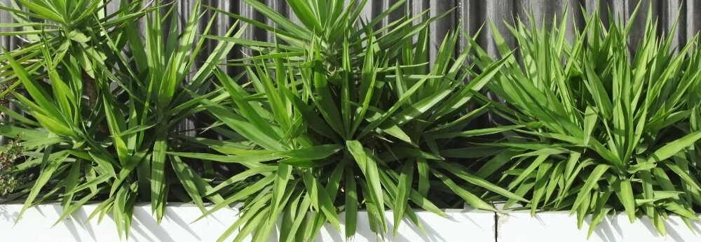 Grüne Yucca Pflanzen in einem Topf