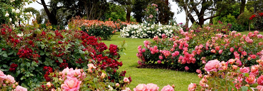 Rosengarten mit roten, rosa und weißen Rosen