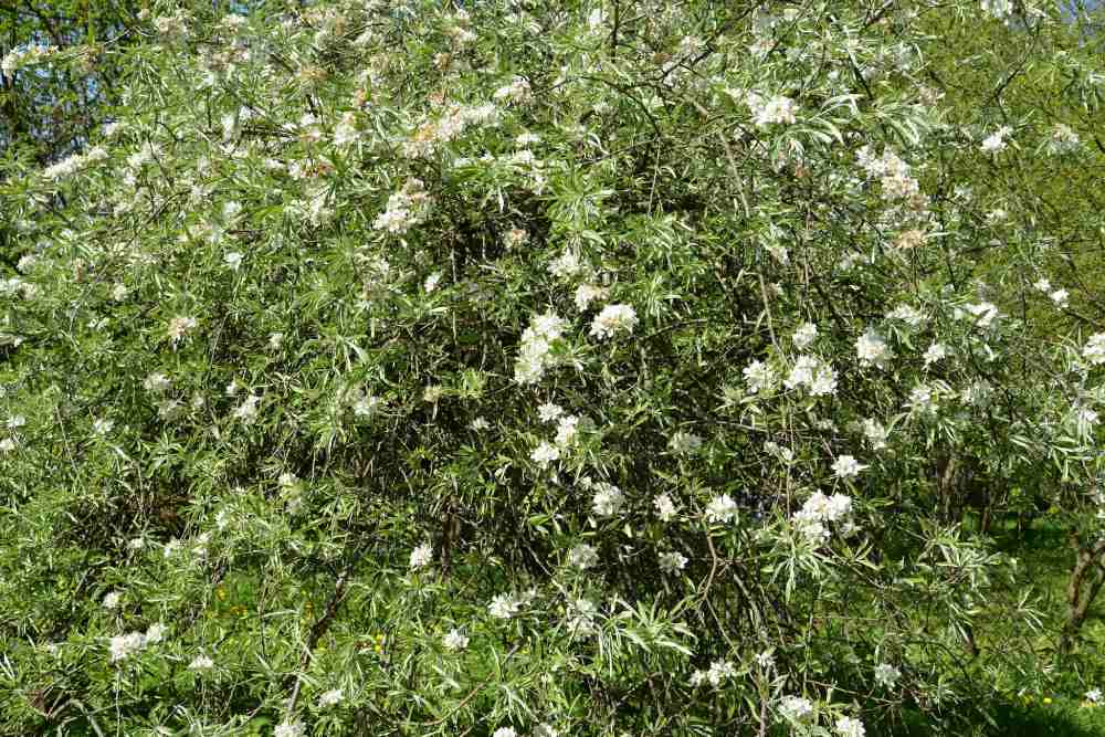 Ein großer Busch mit silbrig-grünen Blättern und vielen kleinen, weißen Blüten.