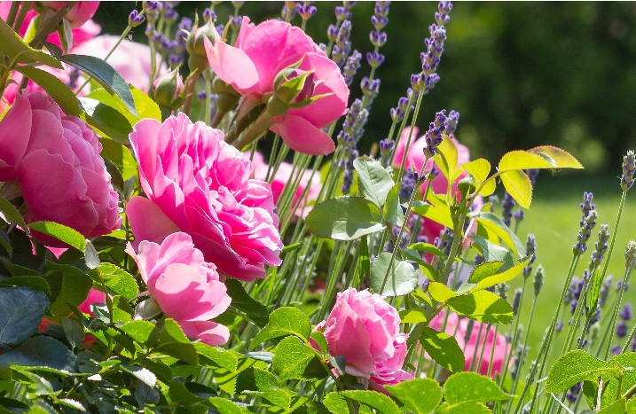 Rosa Rosen und Lavendel
