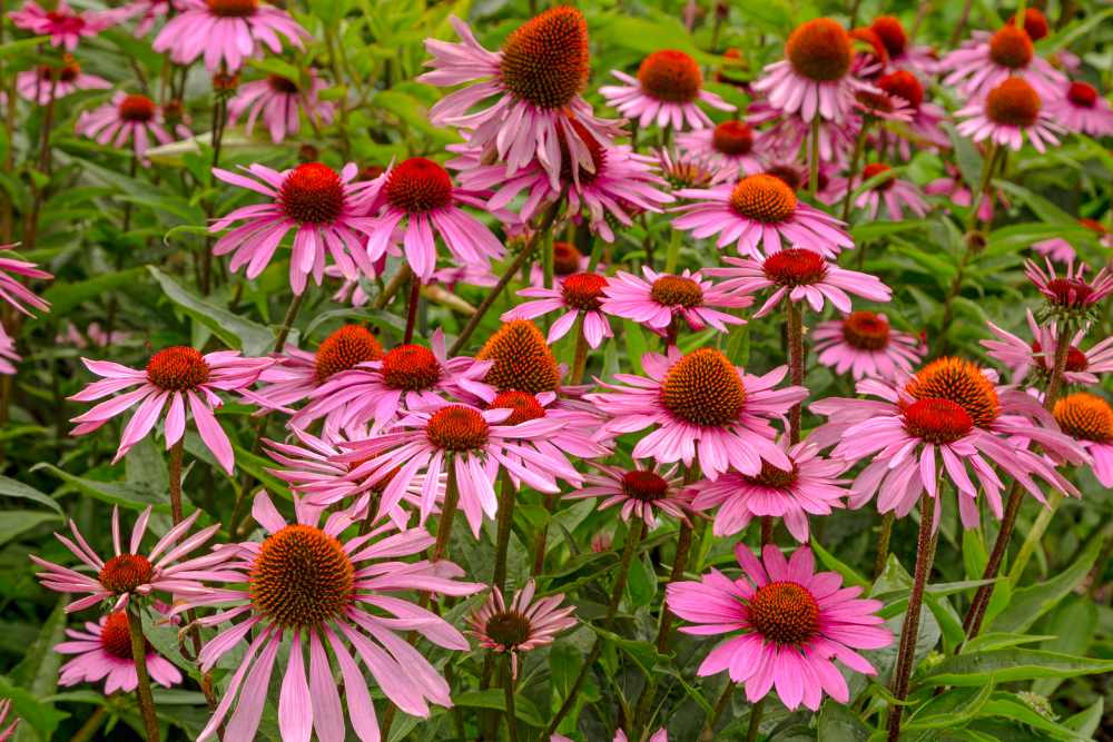 Ein Feld voller blühender, rosa Sonnenhüte.