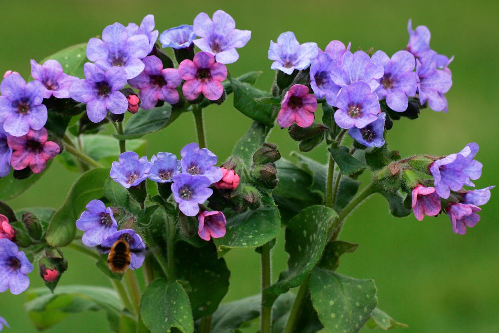 Lungenkraut-Staude mit lila, blauen und rosafarbenen Blüten.