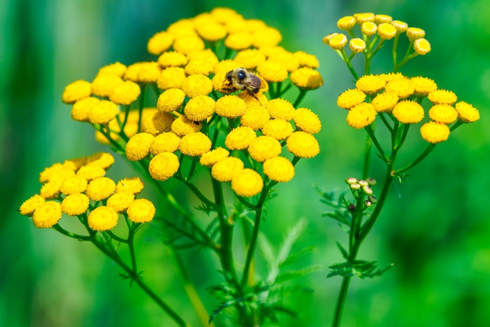 Eine Hummel auf gelben Rainfarn-Blüten.
