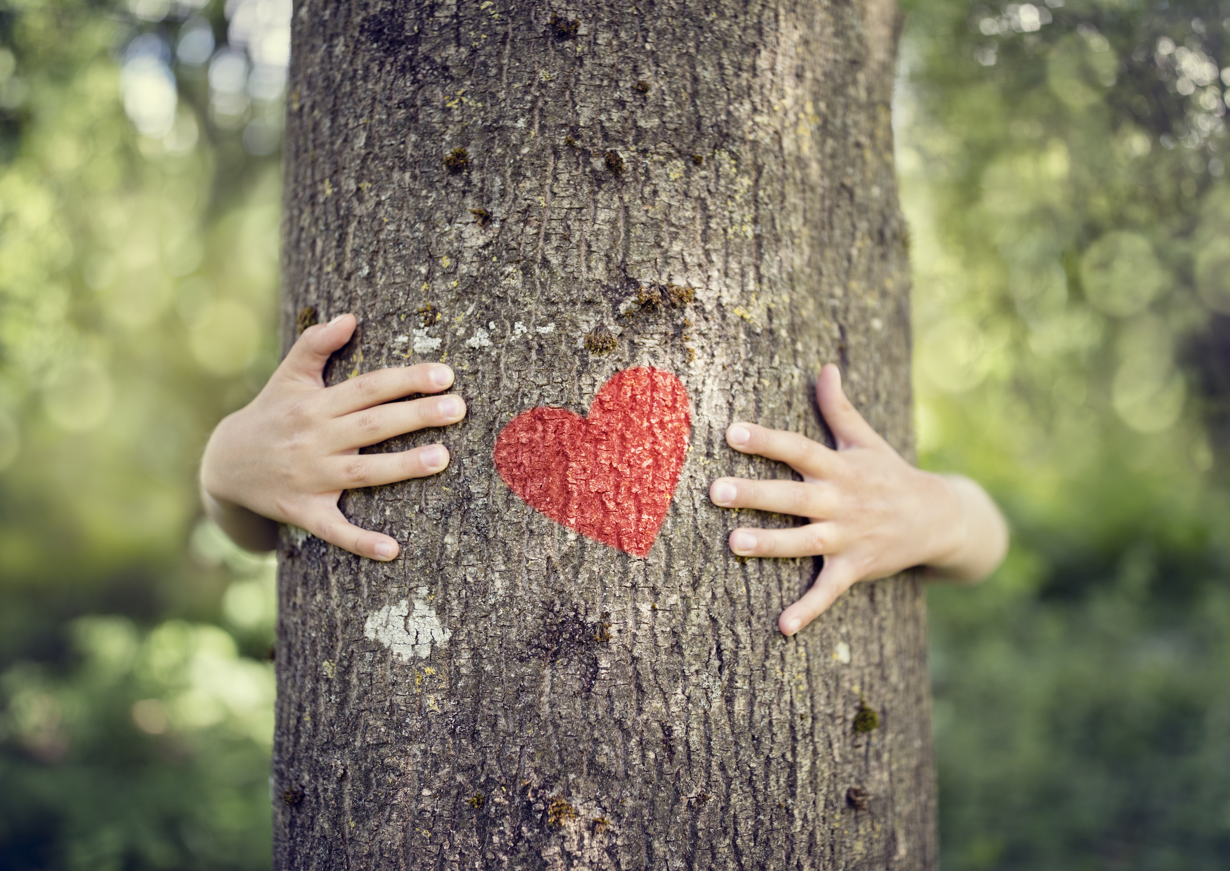 Hände umarmen Baum mit Herz